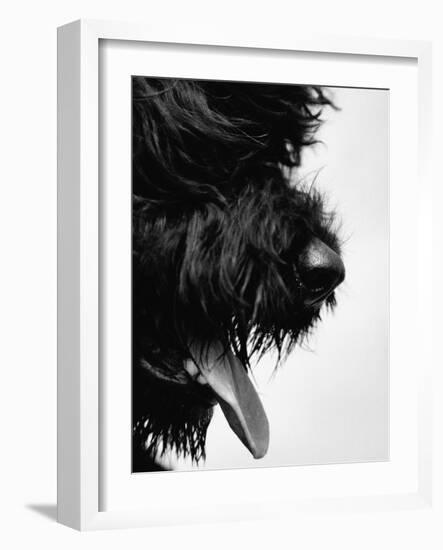 Furry Dog Panting-Henry Horenstein-Framed Photographic Print