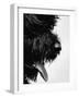 Furry Dog Panting-Henry Horenstein-Framed Photographic Print