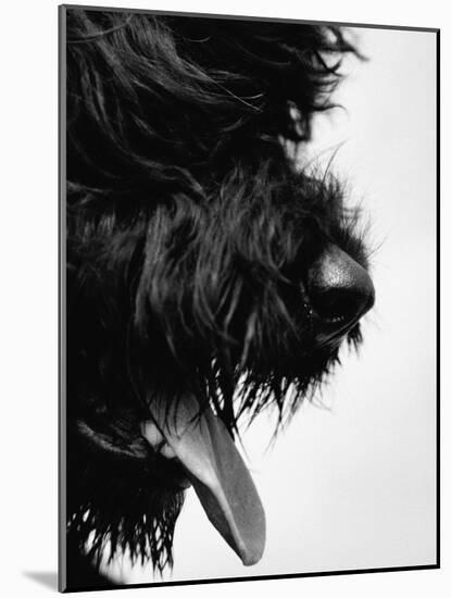 Furry Dog Panting-Henry Horenstein-Mounted Photographic Print