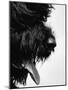 Furry Dog Panting-Henry Horenstein-Mounted Photographic Print