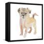 Furry Paws-Lanie Loreth-Framed Stretched Canvas