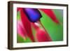 Fuschia,2021,(photograph)-Ant Smith-Framed Giclee Print