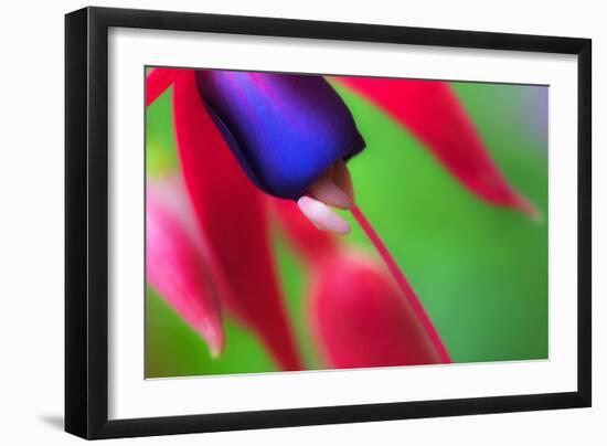 Fuschia,2021,(photograph)-Ant Smith-Framed Giclee Print