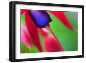 Fuschia,2021,(photograph)-Ant Smith-Framed Giclee Print