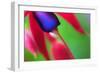 Fuschia,2021,(photograph)-Ant Smith-Framed Giclee Print