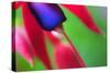Fuschia,2021,(photograph)-Ant Smith-Stretched Canvas