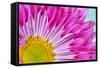 Fuschia Bloom-Gail Peck-Framed Stretched Canvas