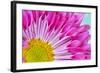 Fuschia Bloom-Gail Peck-Framed Photographic Print