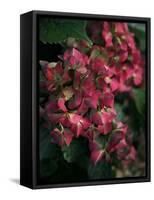 Fuschia Bouquet-Nicole Katano-Framed Stretched Canvas