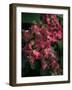 Fuschia Bouquet-Nicole Katano-Framed Photo