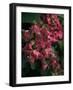 Fuschia Bouquet-Nicole Katano-Framed Photo