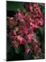 Fuschia Bouquet-Nicole Katano-Mounted Photo