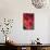 Fuschia Dalhia II-Maureen Love-Mounted Photographic Print displayed on a wall