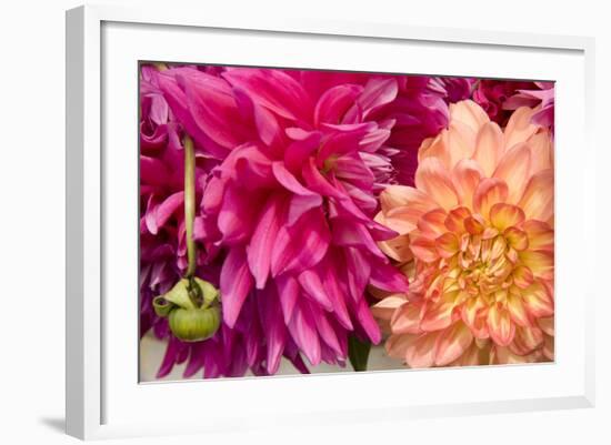 Fuschia Dalhia III-Maureen Love-Framed Photographic Print