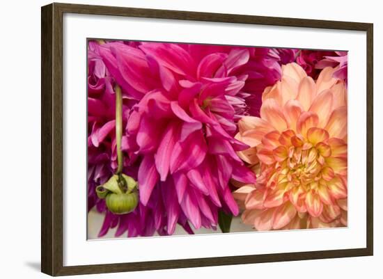 Fuschia Dalhia III-Maureen Love-Framed Photographic Print