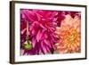 Fuschia Dalhia III-Maureen Love-Framed Photographic Print