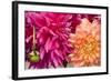 Fuschia Dalhia III-Maureen Love-Framed Photographic Print