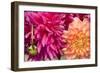 Fuschia Dalhia III-Maureen Love-Framed Photographic Print