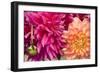 Fuschia Dalhia III-Maureen Love-Framed Photographic Print