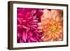 Fuschia Dalhia IV-Maureen Love-Framed Photographic Print