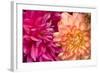 Fuschia Dalhia IV-Maureen Love-Framed Photographic Print