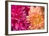 Fuschia Dalhia IV-Maureen Love-Framed Photographic Print