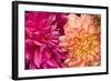 Fuschia Dalhia IV-Maureen Love-Framed Photographic Print