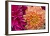 Fuschia Dalhia V-Maureen Love-Framed Photographic Print