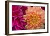 Fuschia Dalhia V-Maureen Love-Framed Photographic Print