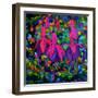 Fuschia Flowers-Pol Ledent-Framed Art Print