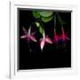 fuschia I-Magda Indigo-Framed Photographic Print