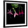 fuschia I-Magda Indigo-Framed Photographic Print