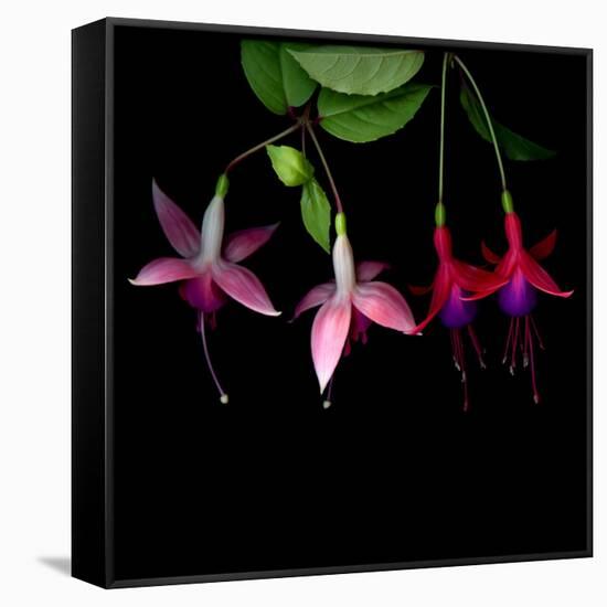 fuschia I-Magda Indigo-Framed Stretched Canvas