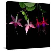 fuschia I-Magda Indigo-Stretched Canvas