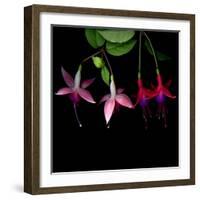 fuschia I-Magda Indigo-Framed Photographic Print