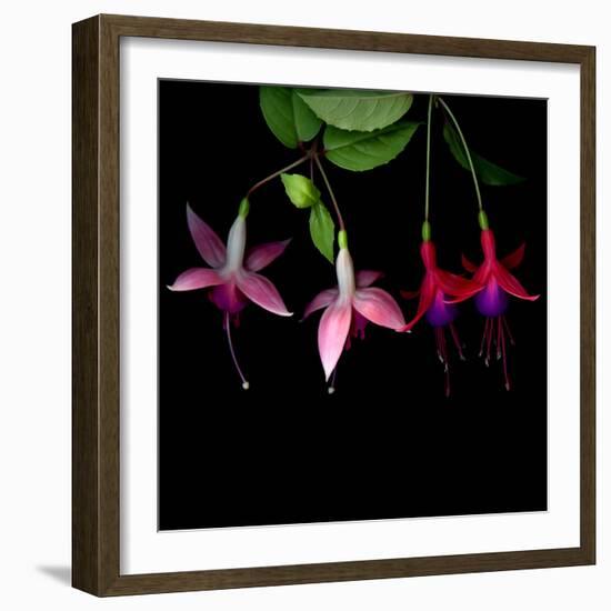 fuschia I-Magda Indigo-Framed Photographic Print