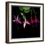 fuschia I-Magda Indigo-Framed Photographic Print