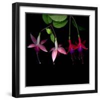 fuschia I-Magda Indigo-Framed Photographic Print