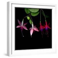 fuschia I-Magda Indigo-Framed Photographic Print