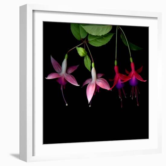 fuschia I-Magda Indigo-Framed Photographic Print