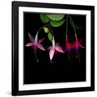 fuschia I-Magda Indigo-Framed Photographic Print