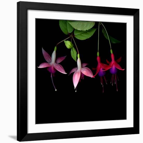 fuschia I-Magda Indigo-Framed Photographic Print