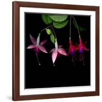 fuschia I-Magda Indigo-Framed Photographic Print