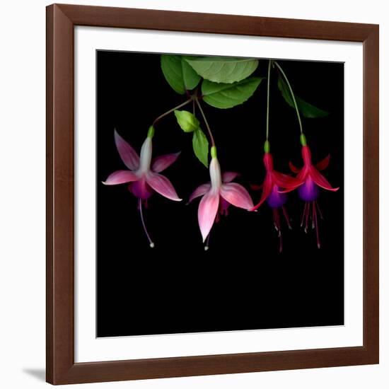 fuschia I-Magda Indigo-Framed Photographic Print