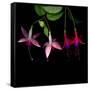 fuschia I-Magda Indigo-Framed Stretched Canvas