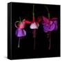 fuschia III-Magda Indigo-Framed Stretched Canvas