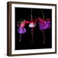 fuschia III-Magda Indigo-Framed Photographic Print