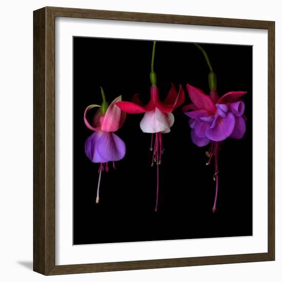 fuschia III-Magda Indigo-Framed Photographic Print