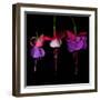 fuschia III-Magda Indigo-Framed Photographic Print