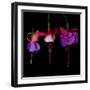 fuschia III-Magda Indigo-Framed Photographic Print